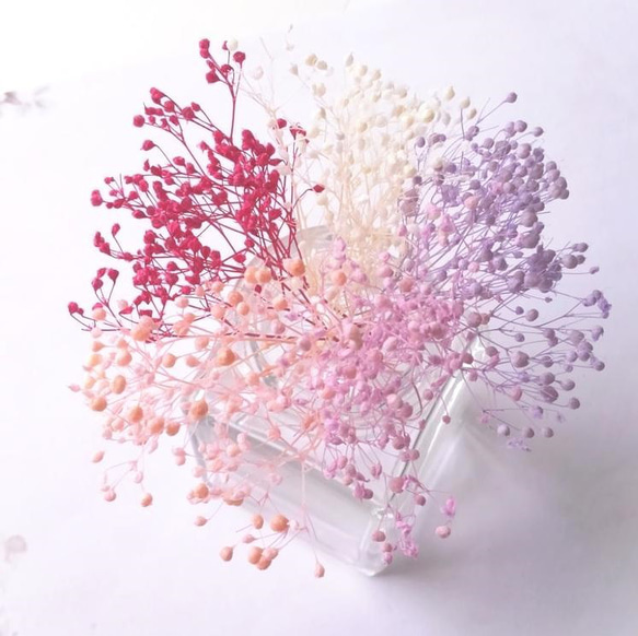 かすみ草5色セット ピンク系 (プリザーブドフラワー ハーバリウム 花材) 1枚目の画像