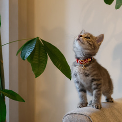 貓項圈 您可以選擇從小貓到成年貓的尺寸！帶安全扣的阿拉伯式花紋雪貂 第6張的照片