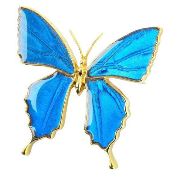 本物の蝶の羽　蝶ブローチ兼ペンダント　カキカモルフォ　[ps025-cac] 6枚目の画像