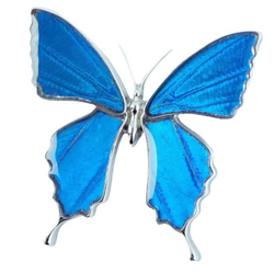 本物の蝶の羽　蝶ブローチ兼ペンダント　カキカモルフォ　[ps025-cac] 10枚目の画像