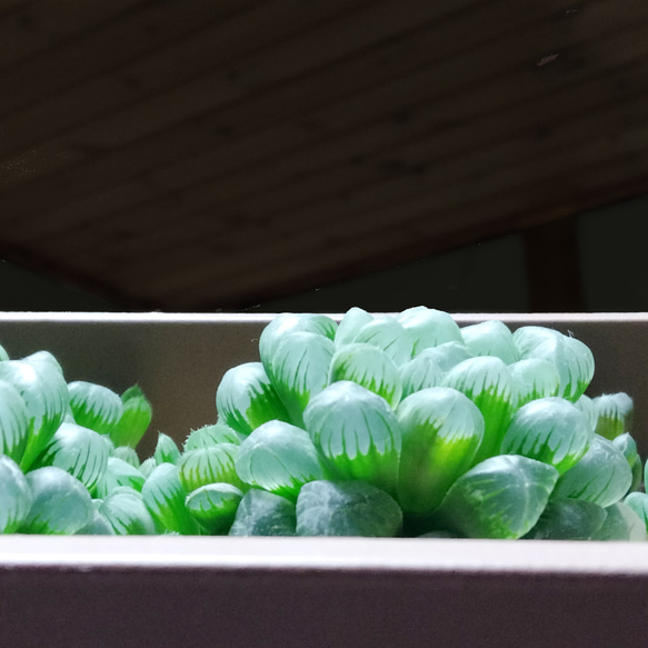 400引/大ｻｲｽﾞ1本ｵﾏｹ初心者お勧め!透明ｶﾜｲｲ植物/サボテン失敗した人でも