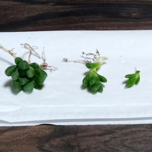 400引/大サイズ1本オマケ初心者お勧め!透明カワイイ植物/サボテン失敗した 400引/大サイズ1本オマケ初心者お勧め!透明カワイイ植物/サボテン失敗した