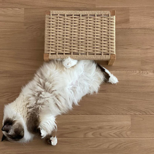 猫の爪とぎ台 CasaBRUTUS掲載品 おもちゃ・ペット小物 AEGIR