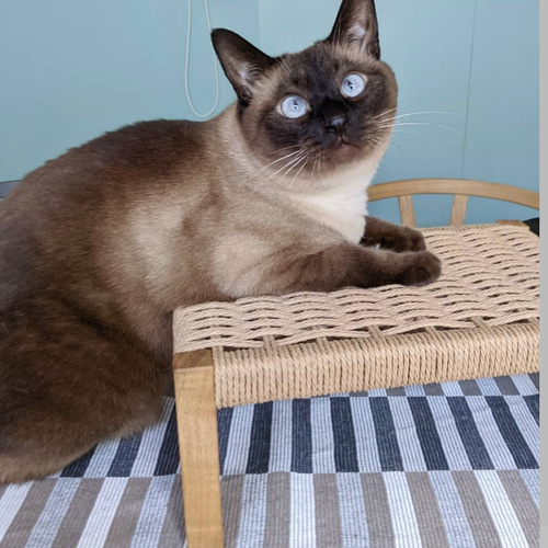 Pet Table Hinoki】 No.1285