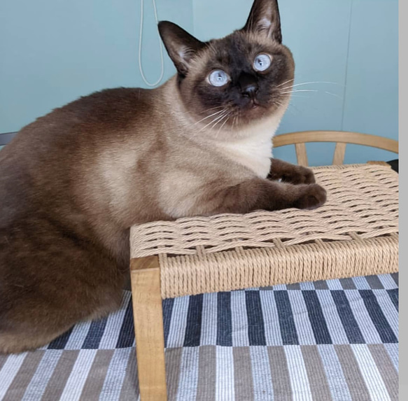 超希少 ロマンメイド ネゴシエーター ブルー ドリームシャッド鮑 猫の爪とぎ台 CasaBRUTUS掲載品 おもちゃ・ペット小物 AEGIR
