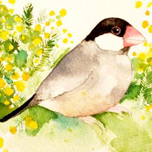 うちの子インコのイラスト（原画 鳥 インコ オリジナル 水彩画