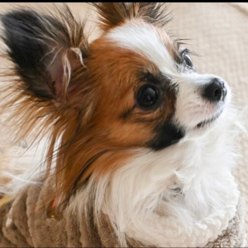 初めての方限定1匹チョークアート愛犬愛猫の似顔絵オーダー当て木加工