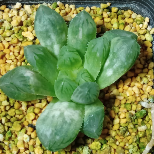 珍品/超大型ｵﾌﾞﾂｰｻ/大窓×ｷｬｯﾂｱｲ交配小苗/ﾊｵﾙﾁｱ/538315720 251031 多肉