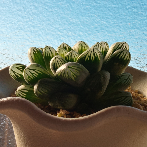 珍品/超大型ｵﾌﾞﾂｰｻ/大窓×ｷｬｯﾂｱｲ交配小苗/ﾊｵﾙﾁｱ/455313620 231231