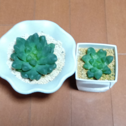 珍品/超大型ｵﾌﾞﾂｰｻ/大窓×ｷｬｯﾂｱｲ交配小苗/ﾊｵﾙﾁｱ/538315720 251031 多肉