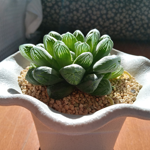 珍品/超大型オブツーサ/生育良好につき半額/大窓×キャッツアイ交配小苗 珍品/超大型オブツーサ/生育良好につき半額/大窓×キャッツアイ交配小苗