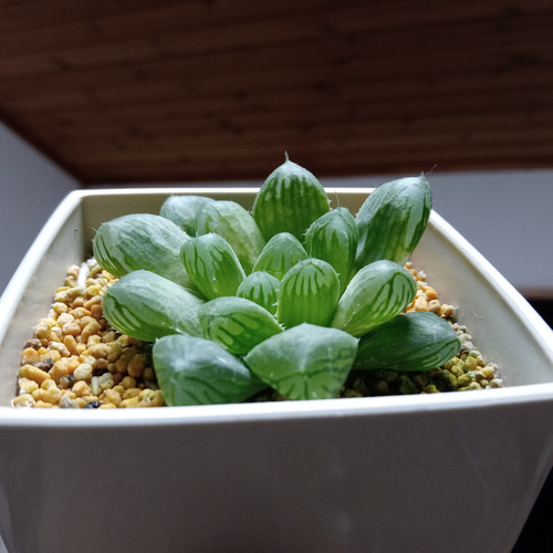 ハオルチア ピリフェラ RIB0136 多肉植物 原種】 ハオルチア