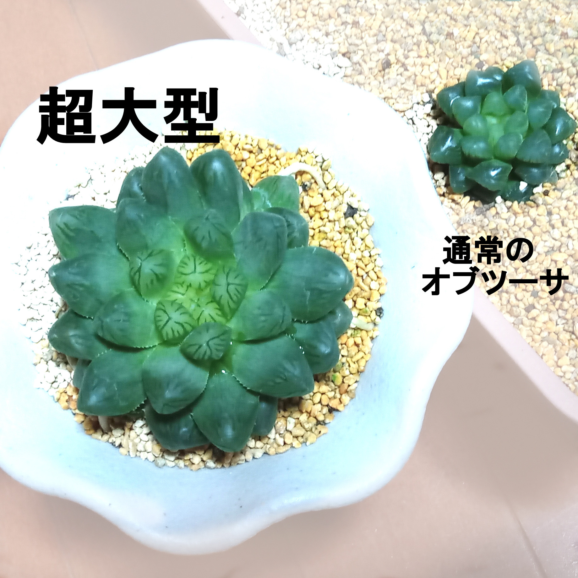 期間限定出品】ハオルチア ピリフェラ RIB0136 多肉植物（多肉