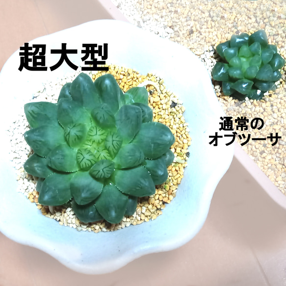 宙花と羽毛 各種シリーズ,フラワーデュエット | アストロ Official Shop