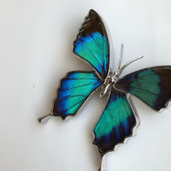 本物の蝶の羽　蝶ブローチ兼ペンダント　アメリカコムラサキ　[ps025-gr] 2枚目の画像