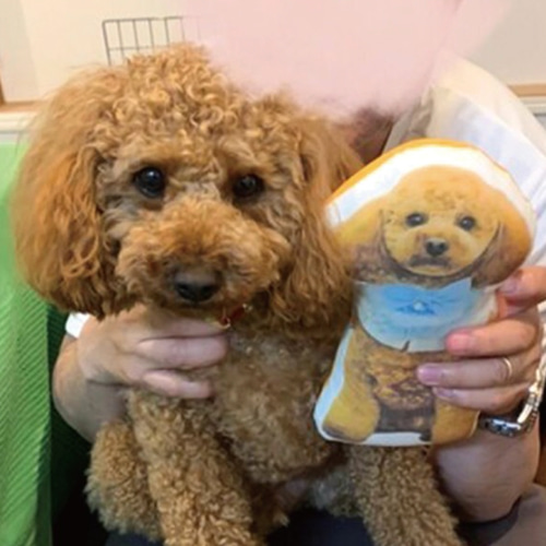 オーダー受付　チワワ　クッション　ご予約ページ　5/17 オーダー受付 チワワ クッション ご予約ページ 5/17 - メルカリ