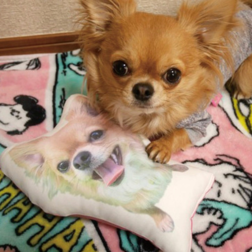 犬 猫 ペット チワワ クッション ぬいぐるみ インテリア メモリアル