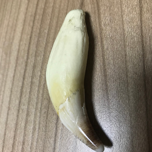 熊の牙 その他素材 のこ 通販｜Creema(クリーマ) 3277576