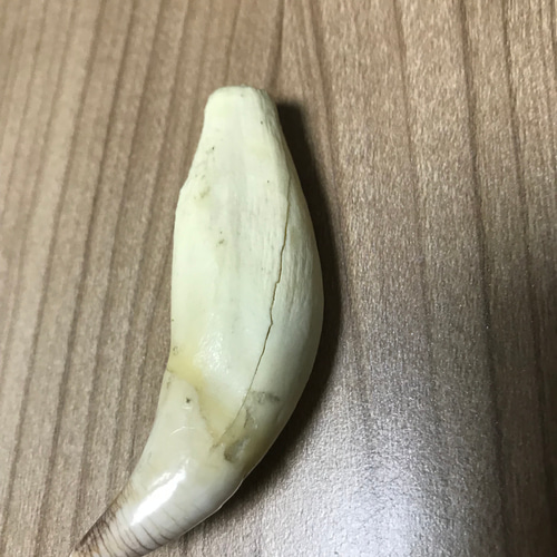 熊の牙 その他素材 のこ 通販｜Creema(クリーマ) 3277576