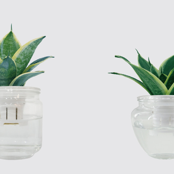 2つになる︱植物ギフト付き水耕鉢植え水耕植栽ガラスレザーストラップ（無料カスタマイズ） 10枚目の画像
