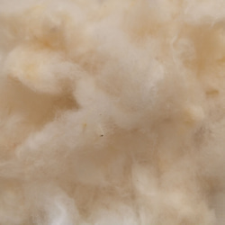 【実綿】2022年産実綿 和綿 しそ 約10g　自然農(無農薬・不耕起草生)栽培 5枚目の画像