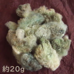 【在庫処分/実綿】緑綿の青みや灰色など混色　約20g (種付)　 無染色・自家自然栽培綿 2枚目の画像