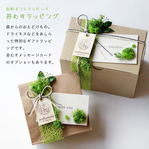 苔庭テラリウム手作りキット 5枚目の画像