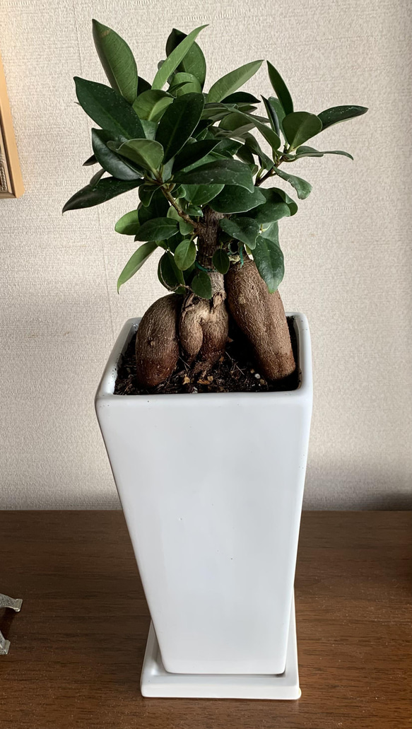 幸せを呼ぶ木 幸せを呼ぶ木」と言われる ガジュマルについて解説しました