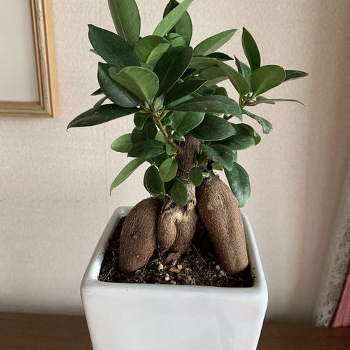 幸せを呼ぶと言われているガジュマルの木です。 その他