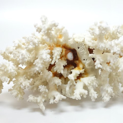 ［自然素材エコクラフト　サンゴ砂］　no,109 　サンゴ 　大 1枚目の画像