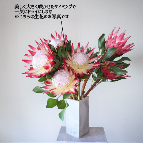 【saku-mao (pao-pao)様おまとめ】ドライフラワー saku-mao (pao-pao)様おまとめ】ドライフラワー