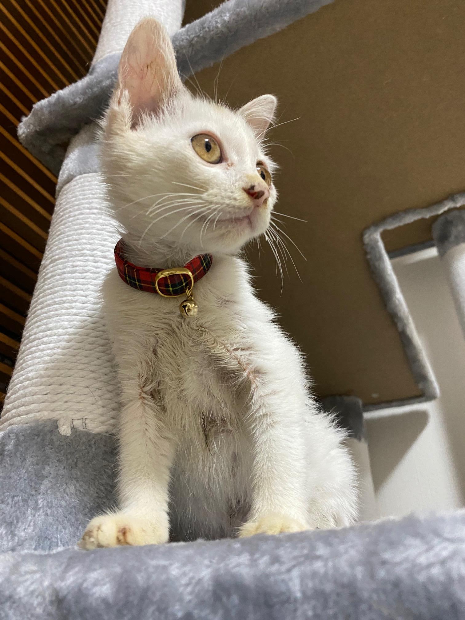 オーダー サンプルページ Mサイズ 短毛種 首輪付き