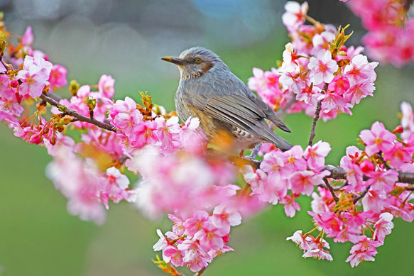 桜にヒヨドリ 1枚目の画像