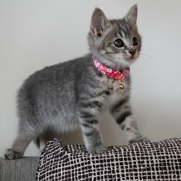 猫 首輪 唐草 シュシュ 子猫～成猫まで サイズは多数から選べます！ 6枚目の画像