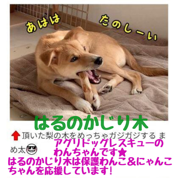 779.犬のおもちゃ犬用、かじり木、あまがみ対策、梨の木、超小型犬小型犬向き 10枚目の画像