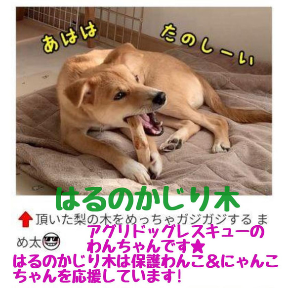 927.犬のおもちゃ犬用、かじり木、あまがみ対策、梨の木、中型犬小さめ大型犬向き 7枚目の画像