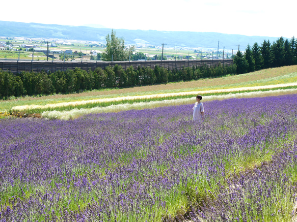 北海道富良野産・濃紫ラベンダー230本花束・ドライフラワースワッグNO23 2枚目の画像