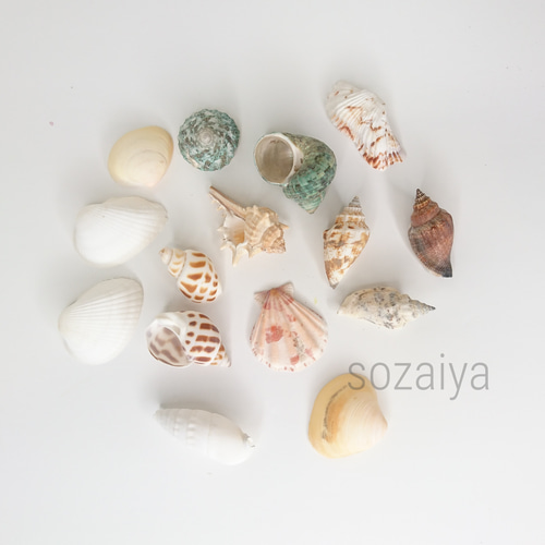 天然貝 シェル アソート 約30g 貝殻 二枚貝 3〜5㎝ 夏