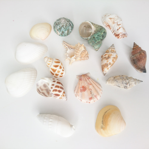 天然貝 シェル アソート 約30g 貝殻 二枚貝 3〜5㎝ 夏 ウェディング