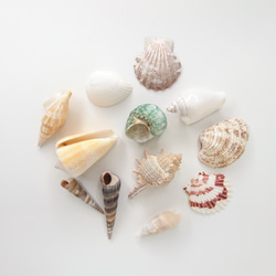 天然貝 シェル アソート ５個 大きめ 貝殻 2枚目の画像