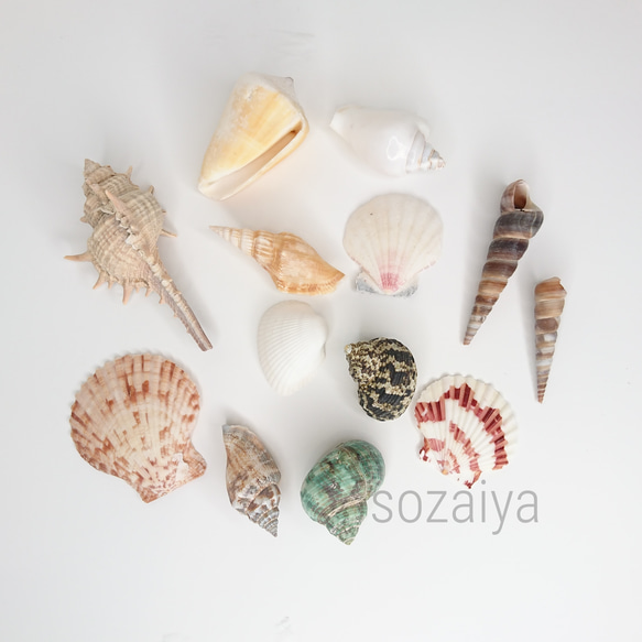 貝殻 約8.2cm