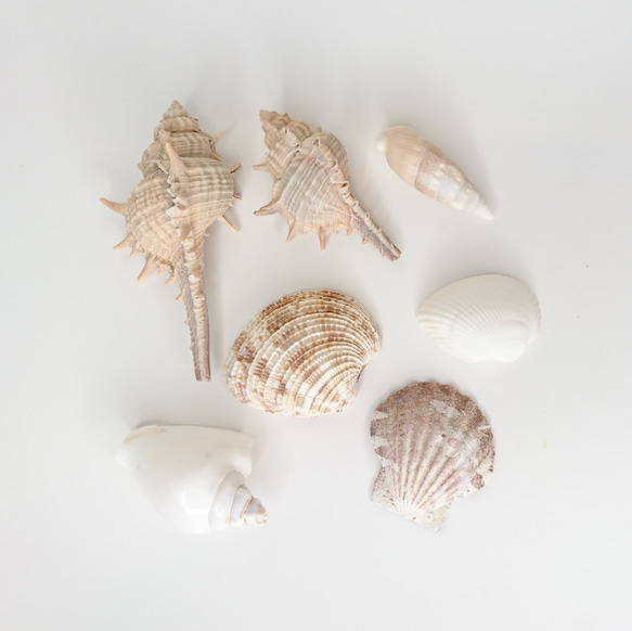 天然貝 シェル アソート ５個 大きめ 貝殻 3枚目の画像