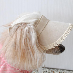 犬の帽子＊ミルクティーレース（白ゴム）＊Mサイズ＝4㎏前後の小型犬用 1枚目の画像