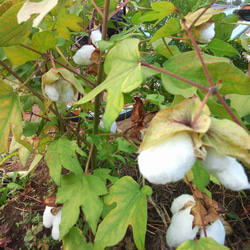 【繊維】和綿白・茶・しそ　約10g　無染色・自家自然栽培の綿（種採り済） 9枚目の画像