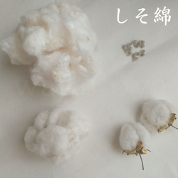 【繊維】和綿白・茶・しそ　約10g　無染色・自家自然栽培の綿（種採り済） 7枚目の画像