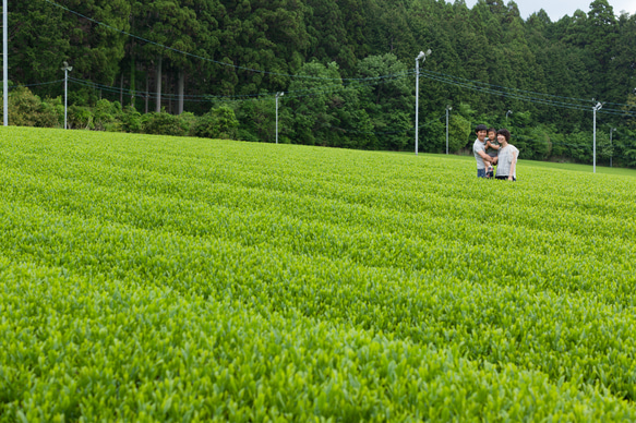 こどもとたのしむ有機茶Kids TEA【家族みんなで飲める、苦みを極限まで減らした有機緑茶】 6枚目の画像