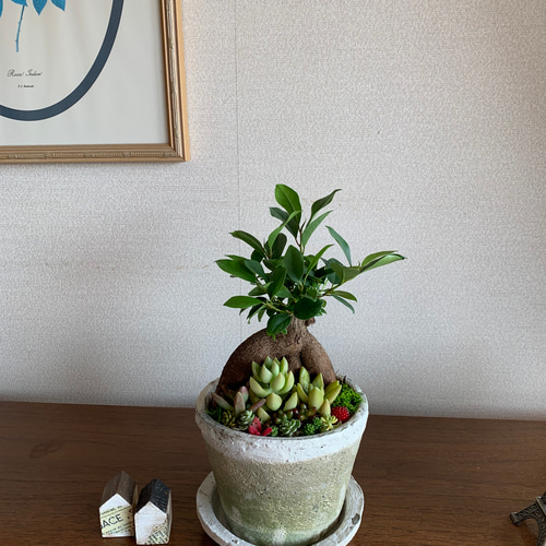 丸太　アート　アンティーク　ガジュマル アンティーク容器に植えられた幸せいっぱいのガジュマルと多肉植物