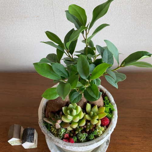 アンティーク容器に植えられた幸せいっぱいのガジュマルと多肉植物