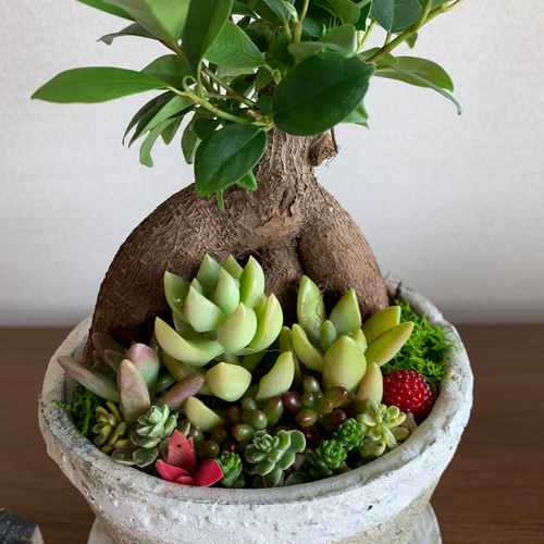 アンティーク容器に植えられた幸せいっぱいのガジュマルと多肉植物