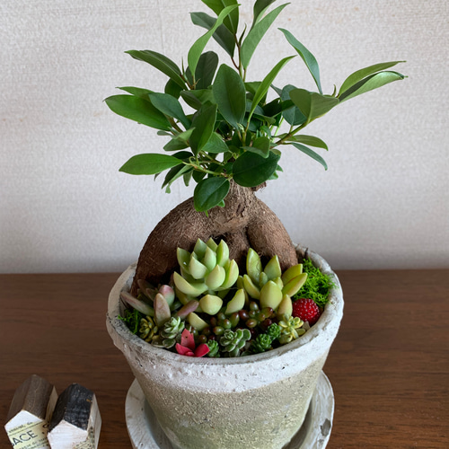 アンティーク容器に植えられた幸せいっぱいのガジュマルと多肉植物
